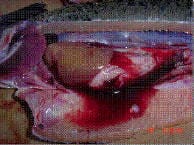 SRS pathology in salmon