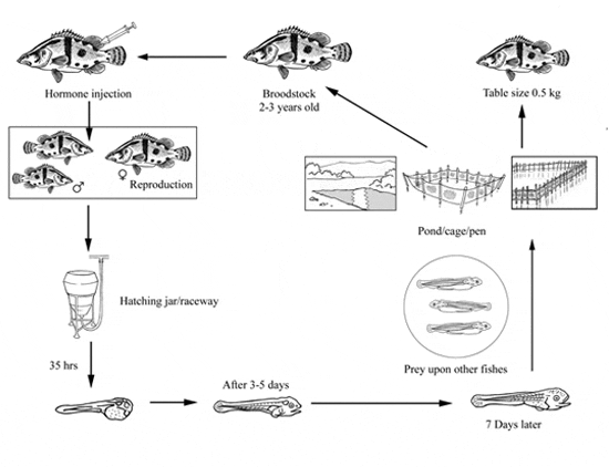 Production Cycle