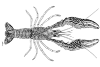 Procambarus clarkii Girard, 1852 [Cambaridae]