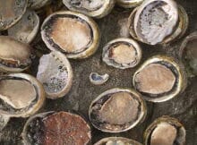 a selection of abalone