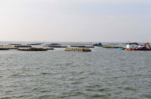 HDPE Fish Cage Fish Farming Cage for Deep Sea Aquaculture - China Fish  Farming Cage, Fish Cage