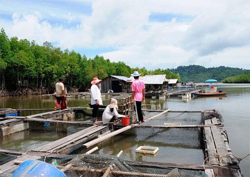 Current Practices Of Marine Finfish Cage Culture In China