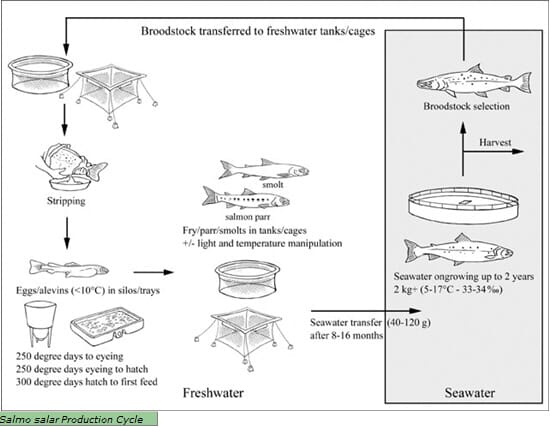 From salmon eggs to fry - the early life cycle 