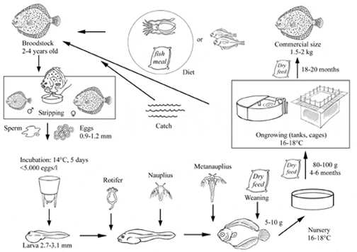 Production Cycle