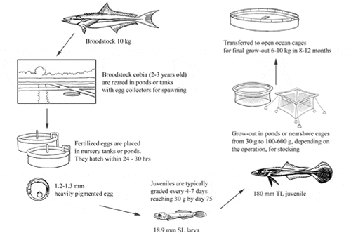Production cycle of Rachycentron canadum