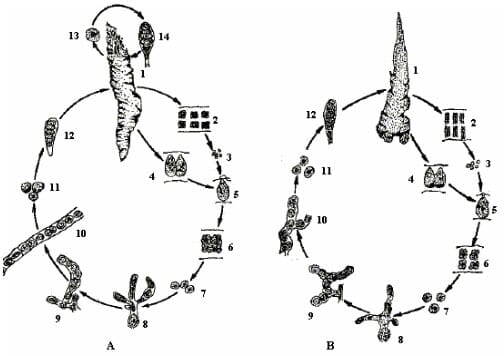 Life cycle diagram porphyra spp