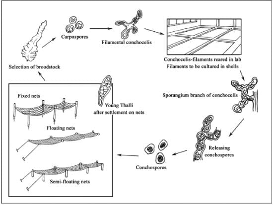 Production Cycle