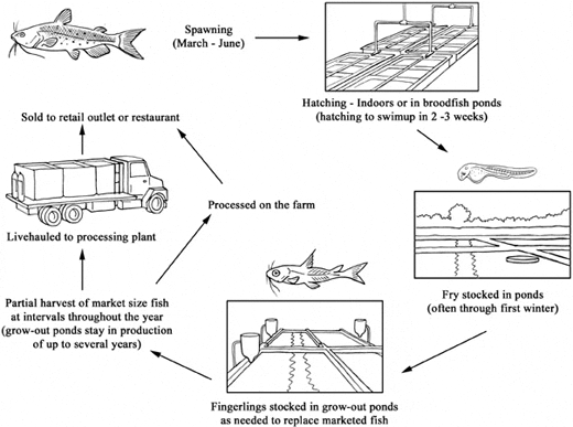 Production Methods For American Channel Catfish The Fish Site