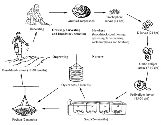 Production Cycle