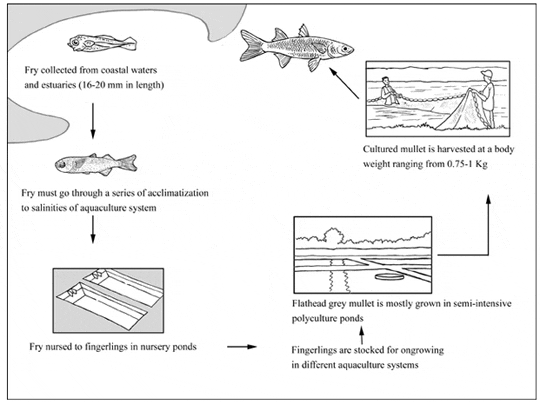 Mullet Fish Culture