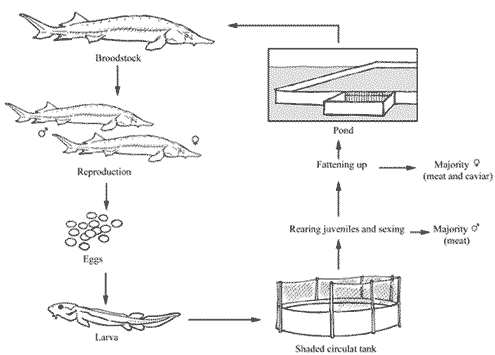 Sturgeon, a pond fish with instructions for use