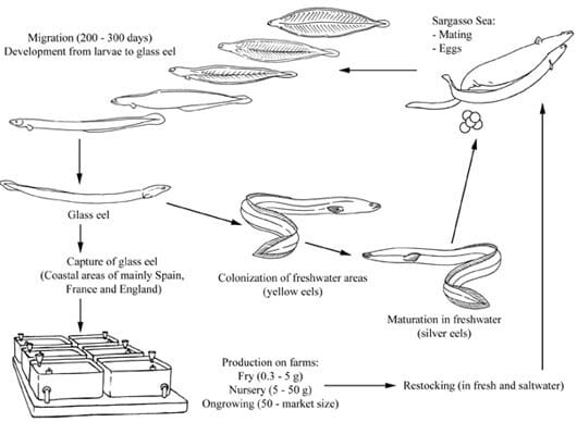 How To Farm European Eel The Fish Site