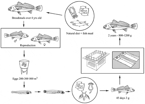 Production Cycle