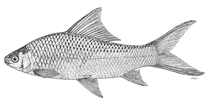 a carp fish, a carp fish Suppliers and Manufacturers at