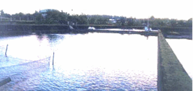 Brackish water grow-out pond 