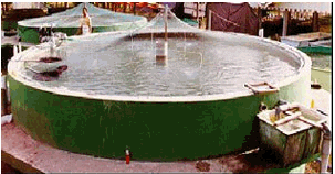 Circular, green concrete tank holding milkfish broodstock