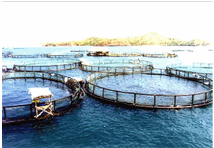 Floating net cages at a fish farm