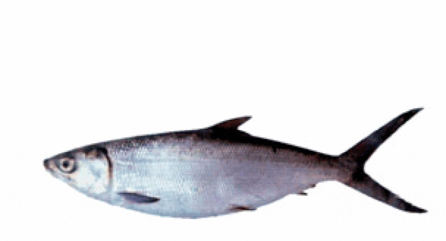 Picture of a milkfish on a white background
