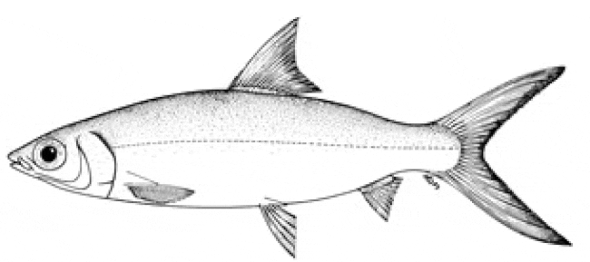 Black and white sketch of a milkfish