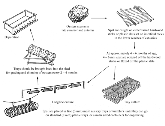 Polyethylene Oyster Mesh for Breeding and Seeding Oyster