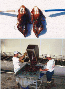 Crawfish Markets And Marketing