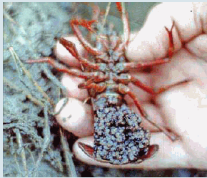 crayfish hatching