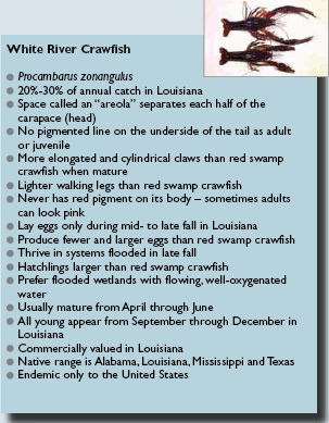 red swamp crayfish facts