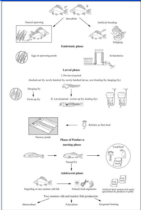 Common Carp Fish: Characteristics, Feeding, Breeding