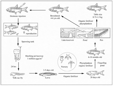 silver carp identification