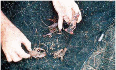 The effects of bait type, trap-soak duration, and trap modification on  harvest of red swamp crawfish