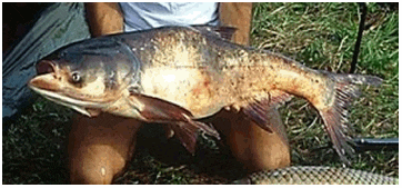 How to Farm Bighead Carp