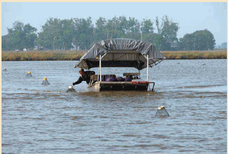 Crawfish Harvesting | The Fish Site