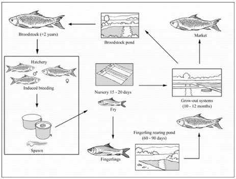 Rohu Fish Habitat