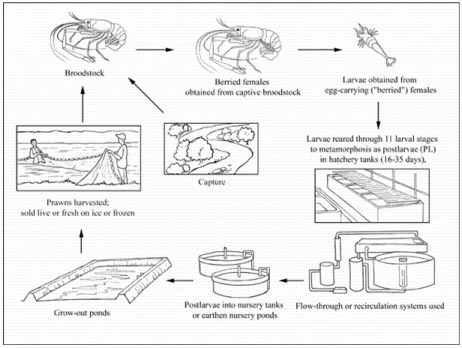 freshwater shrimp farming