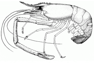 giant freshwater shrimp