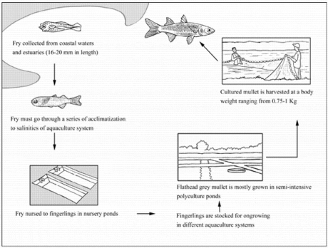 Mullet Fish Culture