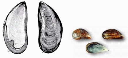 sketch and photograph of blue mussels on a white background