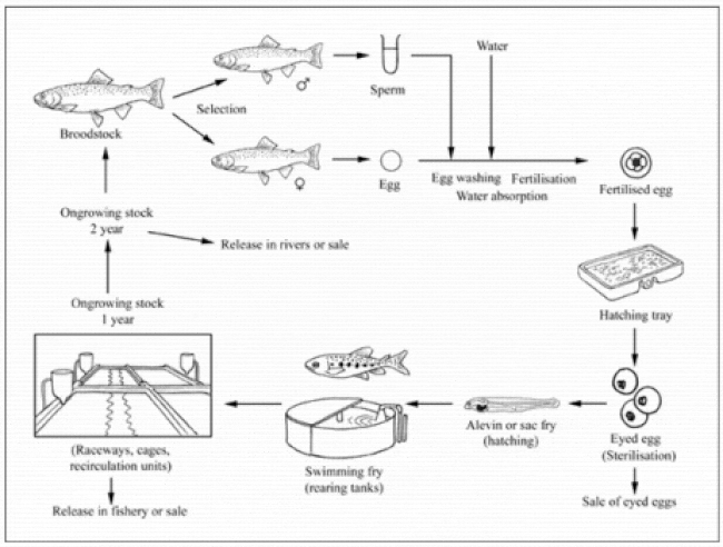 Graph showing the production cycle of rainbow trout