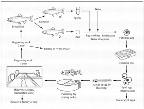 How to farm rainbow trout | The Fish Site