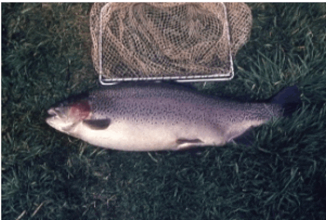 Broodstock female rainbow trout next to fish net