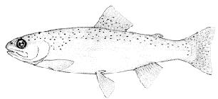 hand drawn sketch of a rainbow trout