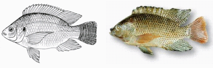 Tilapia Cage Nets for Small Tilapia Fish Net Hot Sale - China Fish