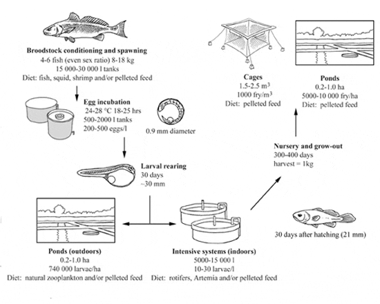 Production Cycle