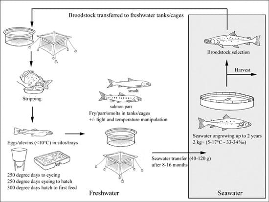 Saprolegniosis in Atlantic salmon (Salmo salar L.) eggs. (a