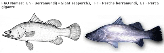 Baitfish – Freshwater Aquaculture