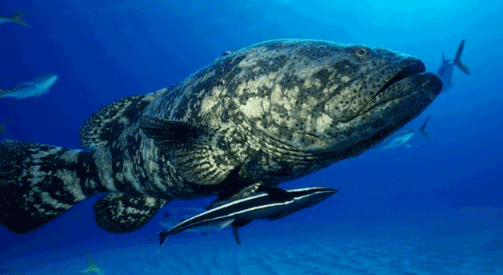 giant grouper fish