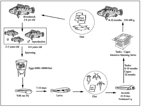 How to Farm Orange-Spotted Grouper