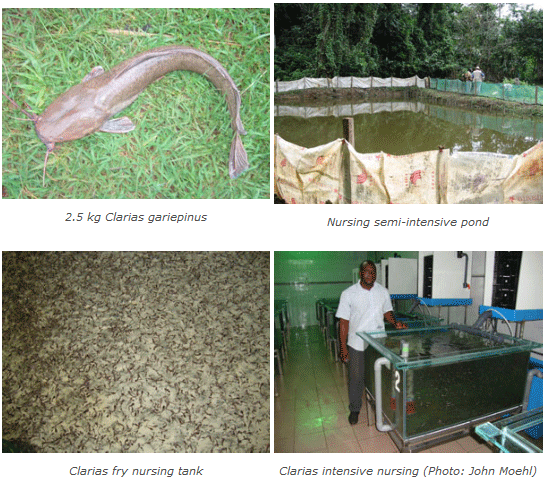 Handbook for Artemia Pond Culture in Bangladesh