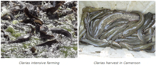 From the Field: A Closer Look at Catfish Harvest