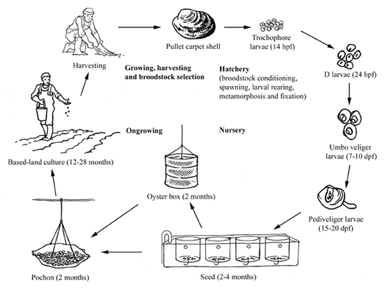 Production Cycle